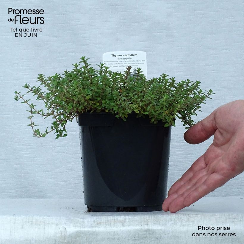 Spécimen de Thym serpolet Elfin - Thymus serpyllum Pot de 2L/3L tel que livré en été
