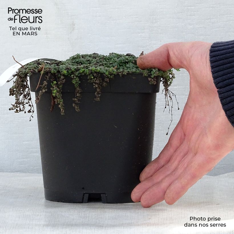 Spécimen de Thym serpolet Elfin - Thymus serpyllum en pot de 2/3 litres tel que livré au printemps
