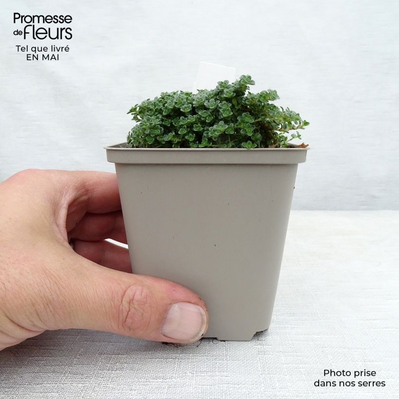 Spécimen de Thym serpolet Elfin - Thymus serpyllum en godet de 9 cm tel que livré au printemps