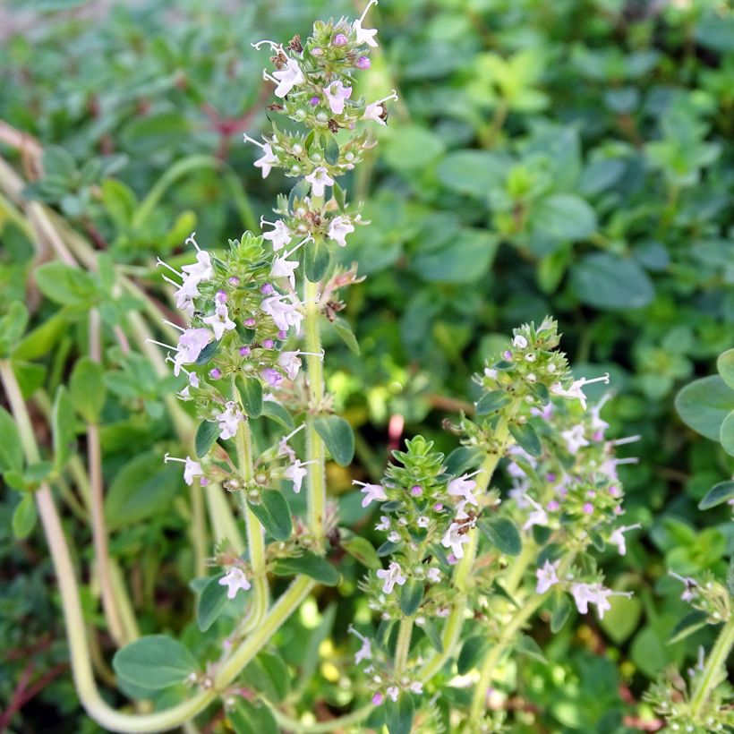 Thym serpolet - Thymus serpyllum (Floraison)