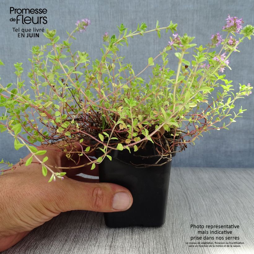 Spécimen de Thym serpolet - Thymus serpyllum Godet de 7/8 cm tel que livré en été