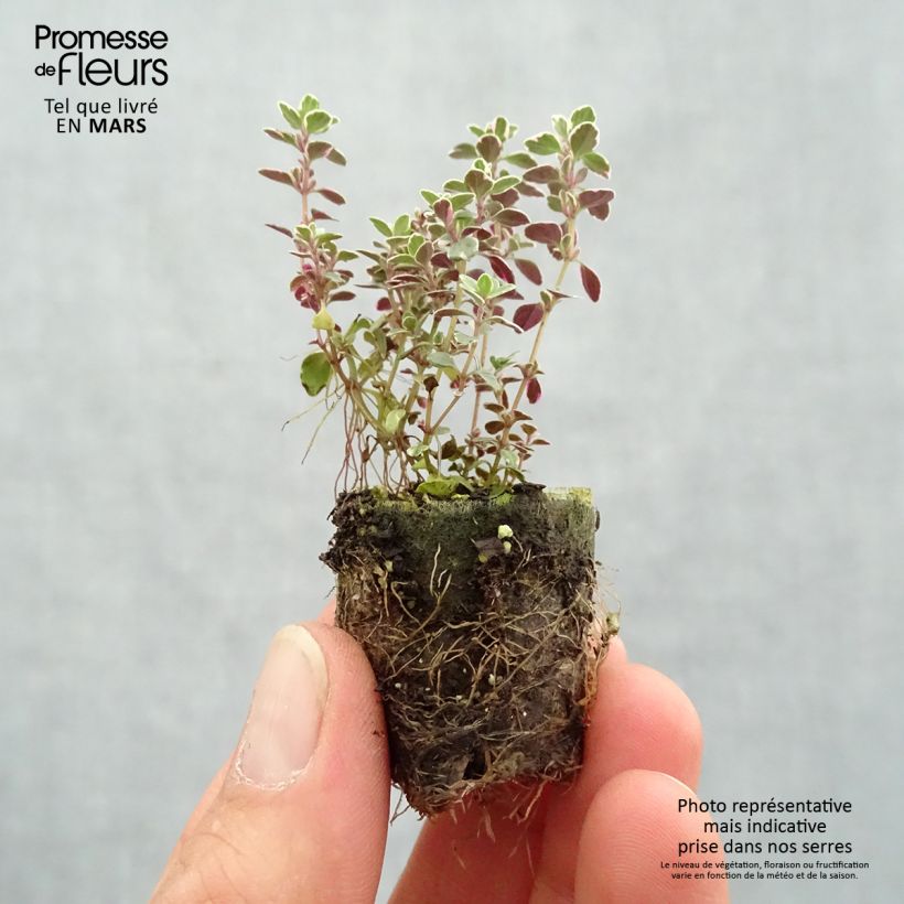 Spécimen de Thymus Sparkling Bright - Thym panaché en plants Mini-motte 4 cm tel que livré au printemps