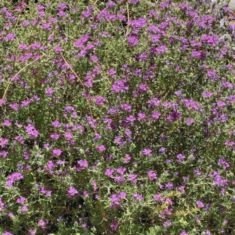 Thymus capitatus - Thym à têtes. (Floraison)