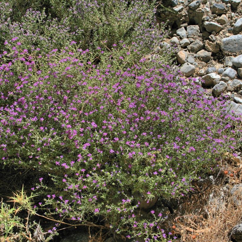 Thymus capitatus - Thym à têtes. (Port)