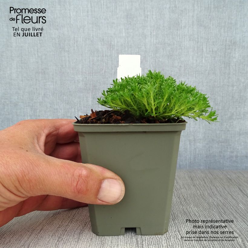 Spécimen de Thymus capitatus - Thym à têtes. Godet de 8/9 cm tel que livré en été