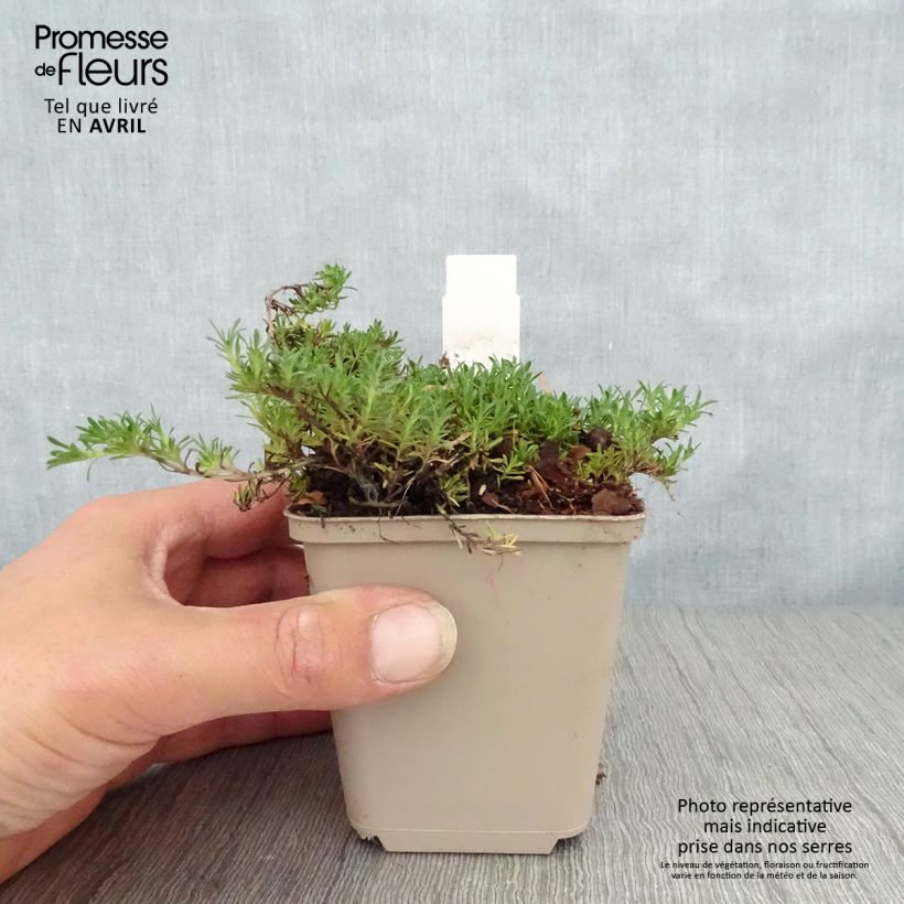 Spécimen de Thymus capitatus - Thym à têtes. Godet de 8/9 cm tel que livré au printemps
