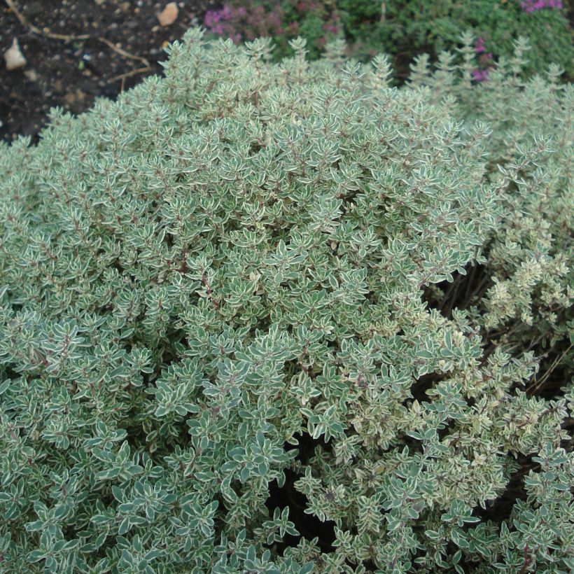 Thym citron panaché - Thymus citriodorus Silver Queen (Port)