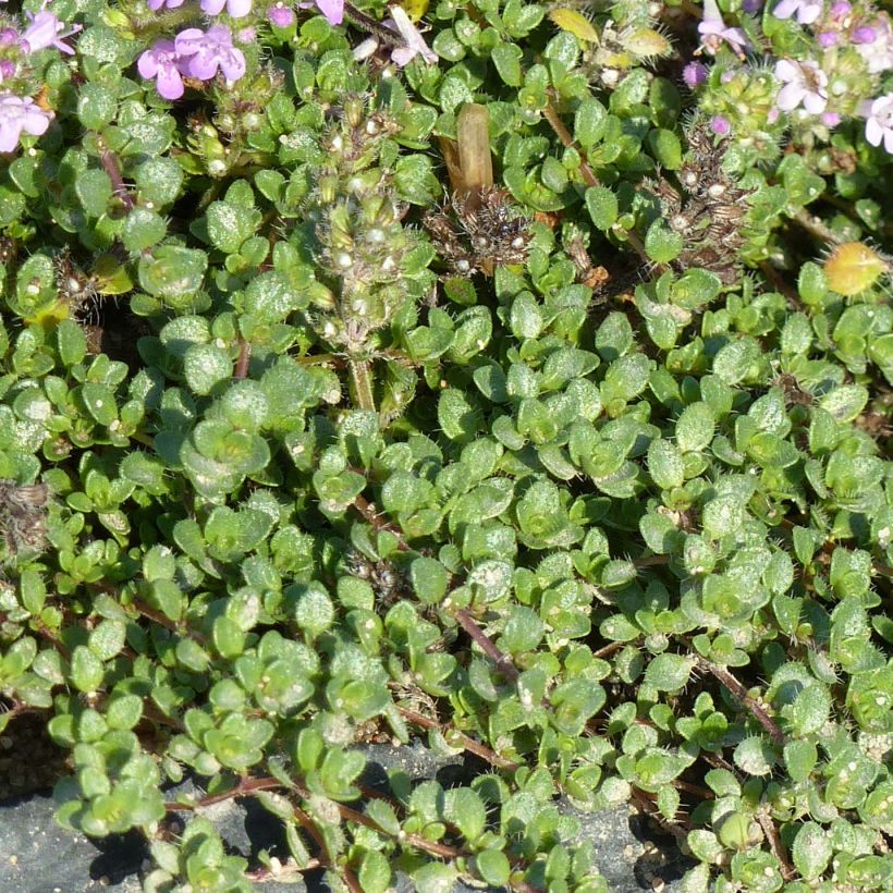 Thymus hirsutus - Thym hirsute (Feuillage)