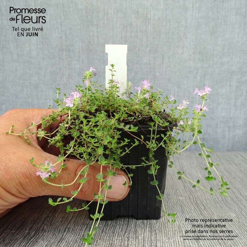 Spécimen de Thymus hirsutus - Thym hirsute Godet de 8/9 cm tel que livré en été