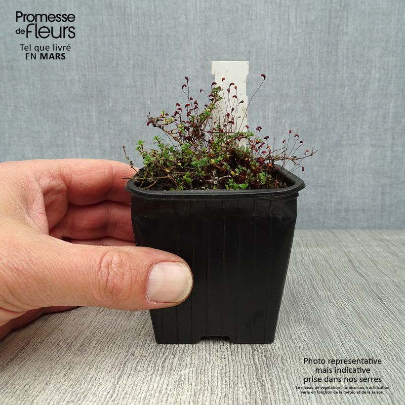 Spécimen de Thymus hirsutus - Thym hirsute en godet de 8 cm tel que livré au printemps