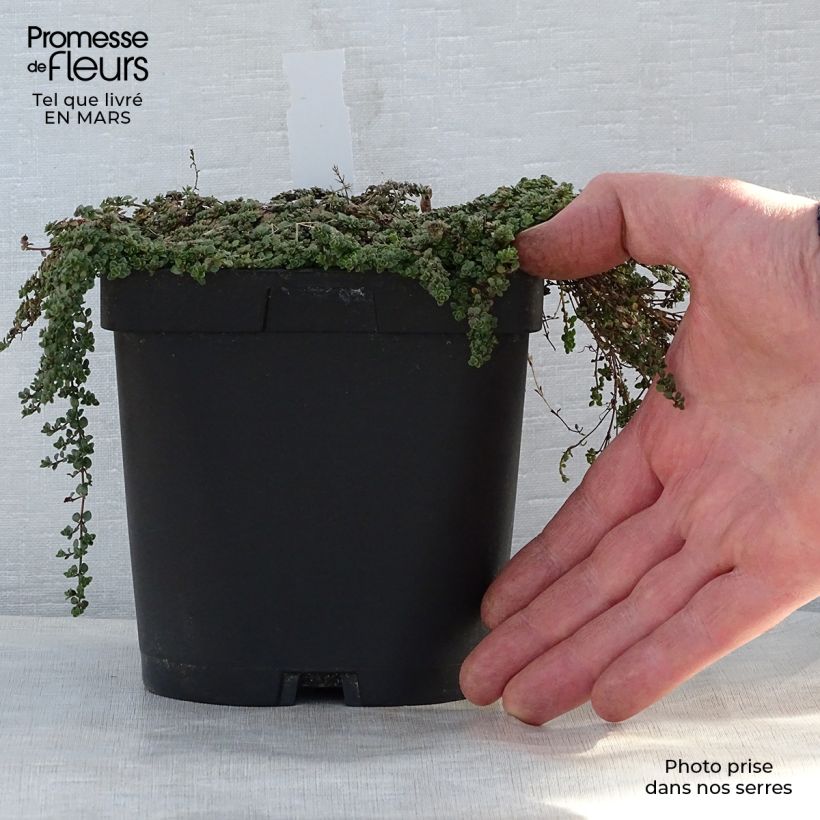 Spécimen de Thymus hirsutus - Thym hirsute en pot de 2/3 litres tel que livré au printemps