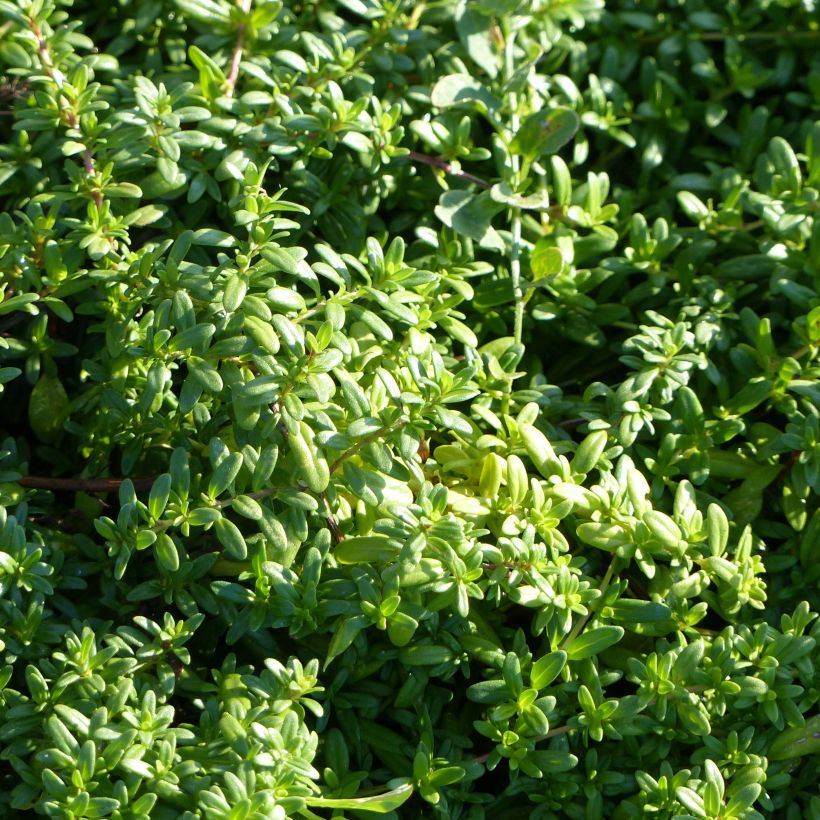 Thymus longicaulis - Thym à tiges longues (Feuillage)