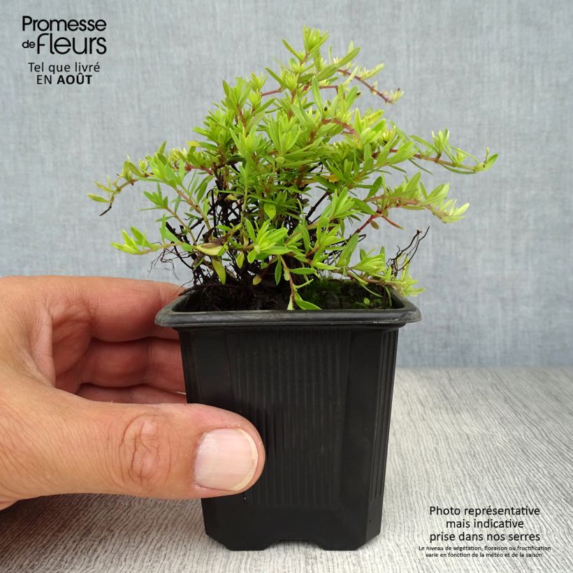 Spécimen de Thymus longicaulis - Thym à tiges longues Godet de 8/9 cm tel que livré en été