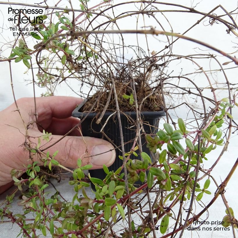 Spécimen de Thymus longicaulis - Thym à tiges longues tel que livré en printemps