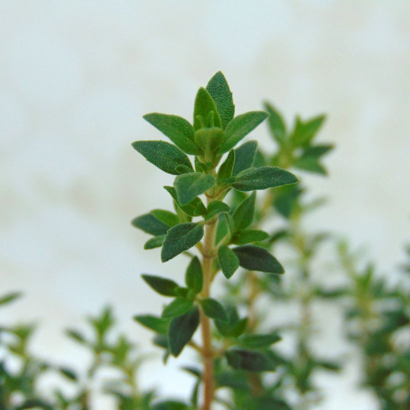 Thymus mastichina - Thym résineux (Feuillage)