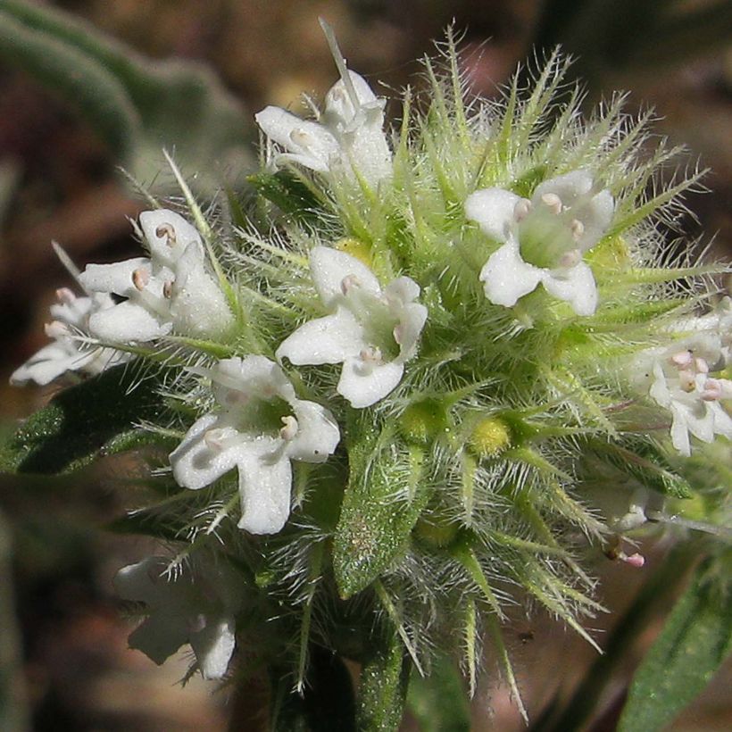 Thymus mastichina - Thym résineux (Floraison)