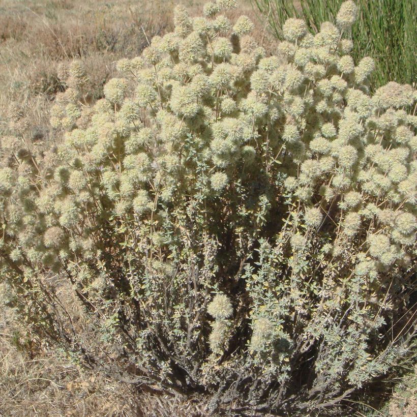 Thymus mastichina - Thym résineux (Port)