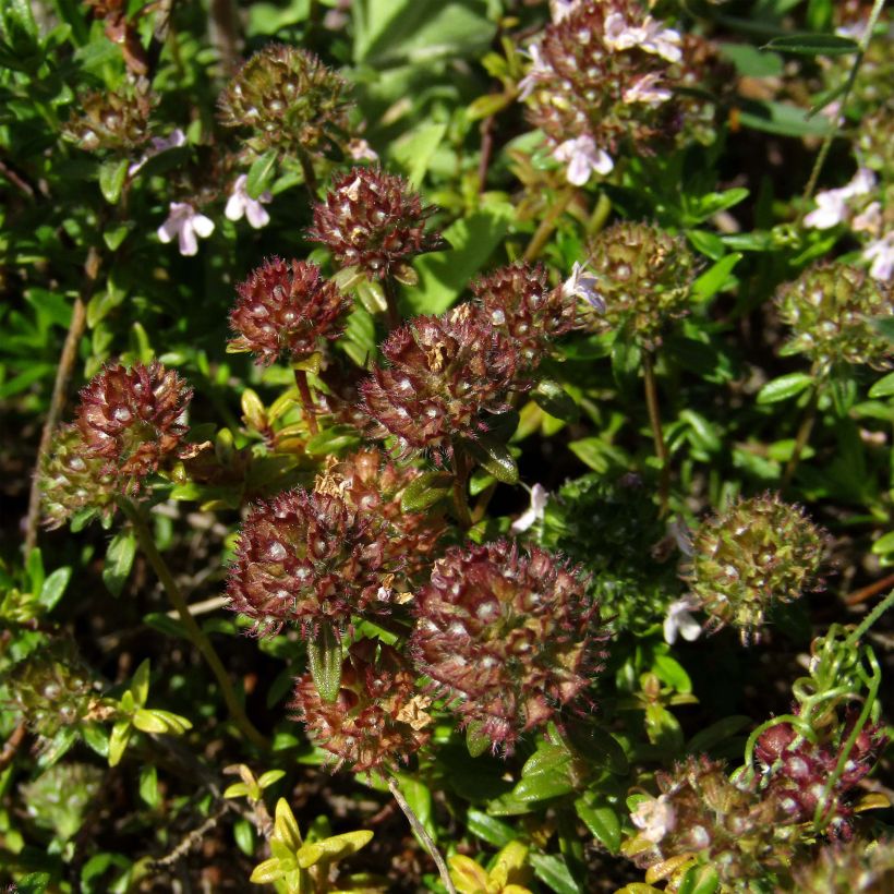 Thymus nitens - Thym luisant (Floraison)