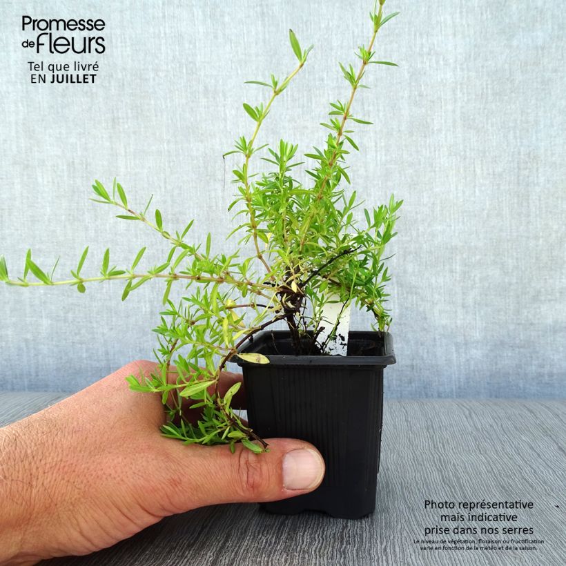 Spécimen de Thymus nitens - Thym luisant Godet de 8/9 cm tel que livré en été