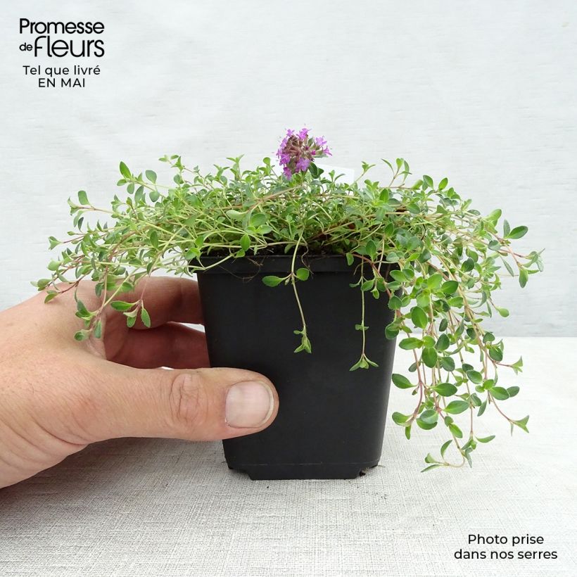 Spécimen de Thym praecox Coccineus - Thym précoce rouge magenta Godet de 9cm tel que livré au printemps