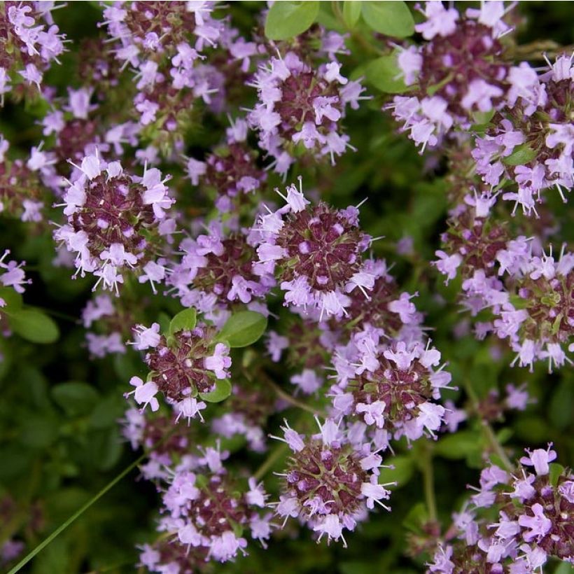 Thymus pulegioides Splendens - Thym faux pouillot - Thym à larges feuilles  (Floraison)