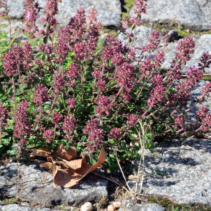 Thymus pulegioides Splendens - Thym faux pouillot - Thym à larges feuilles  (Port)