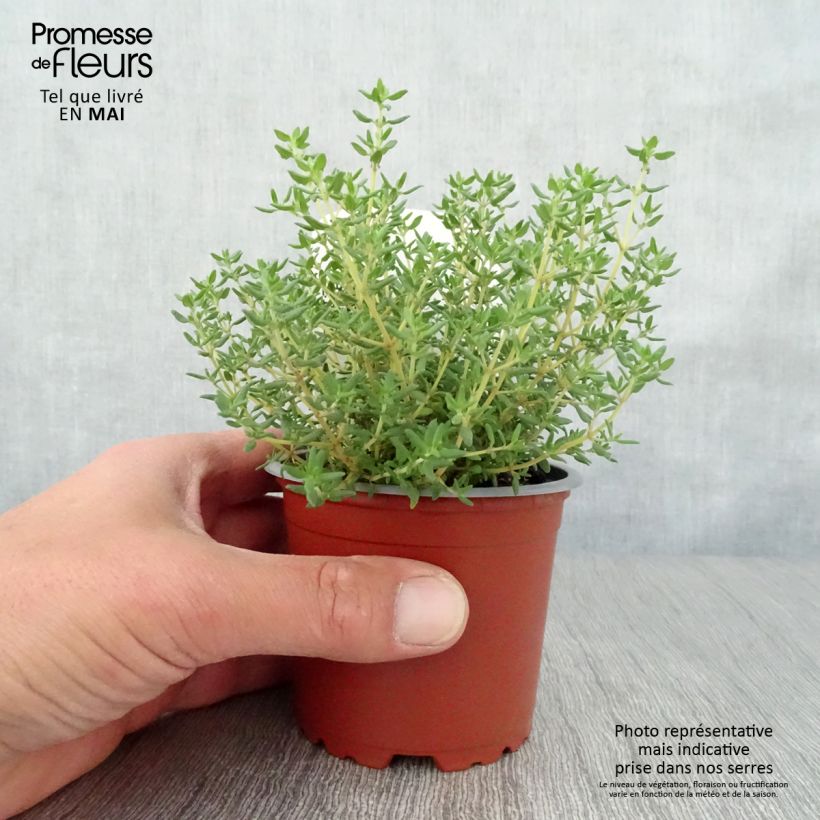 Spécimen de Thymus vulgaris Compactus - Thym commun Compactus BIO Pot de 0.5L tel que livré au printemps