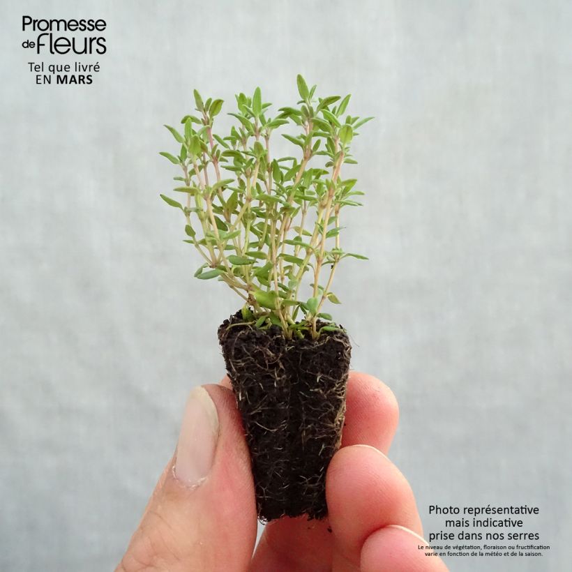 Spécimen de Thymus vulgaris Compactus - Thym commun Compactus BIO en mini-mottes tel que livré au printemps