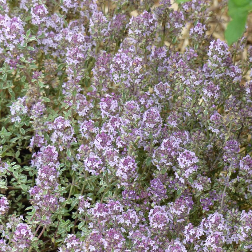 Thymus vulgaris Silver Posie - Thym Silver Posie - Thym argenté (Floraison)