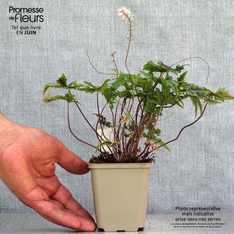 Spécimen de Tiarella Angel Wings - Tiarelle hybride Godet de 8/9 cm tel que livré en été
