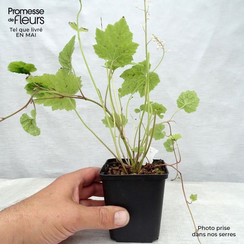 Spécimen de Tiarella Appalachian Trail Godet de 9cm tel que livré au printemps