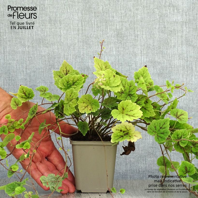 Spécimen de Tiarella Appalachian Trail Godet de 8/9 cm tel que livré en été