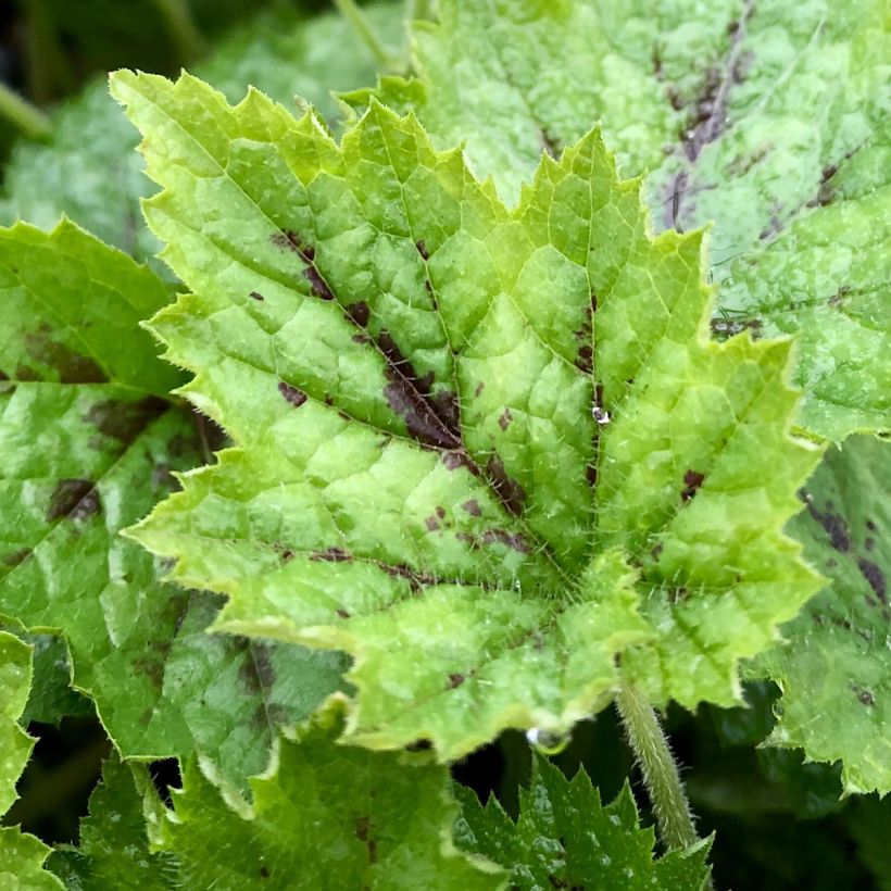 Tiarella Appalachian Trail (Feuillage)