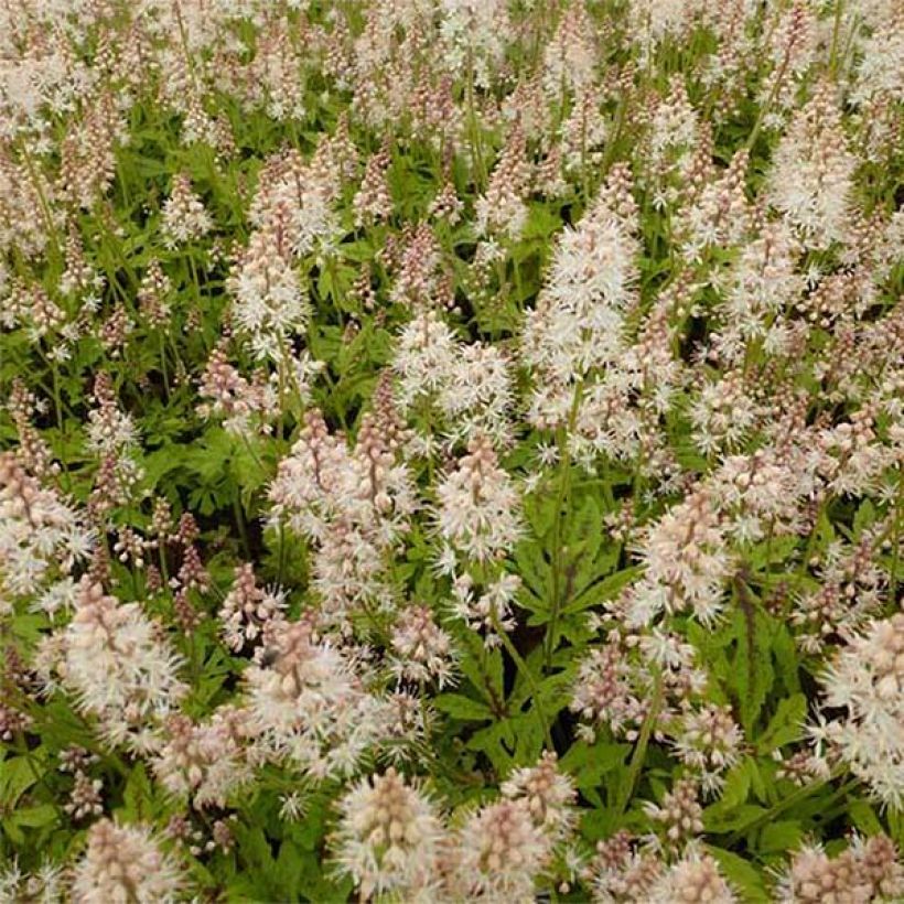 Tiarelle - Tiarella Arpeggio (Floraison)