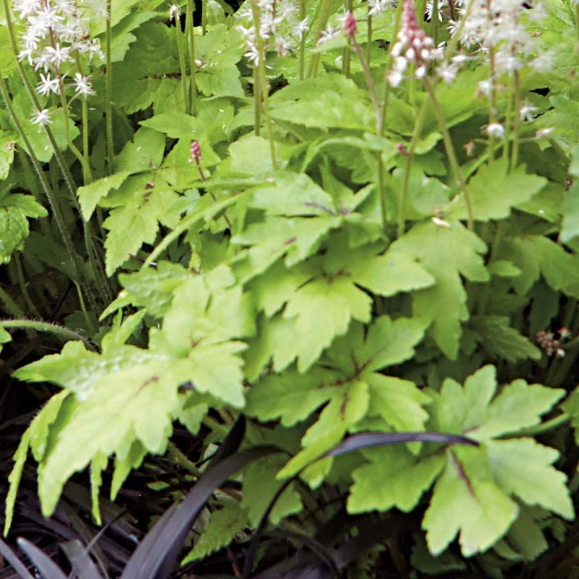 Tiarella Crow Feather - Tiarelle hybride (Feuillage)