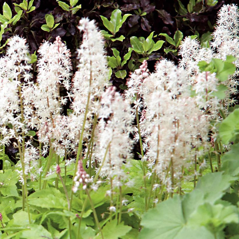 Tiarella Crow Feather - Tiarelle hybride (Floraison)