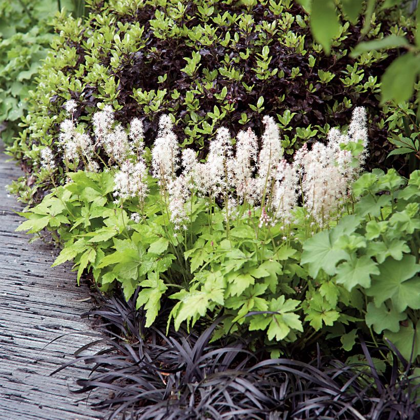 Tiarella Crow Feather - Tiarelle hybride (Port)