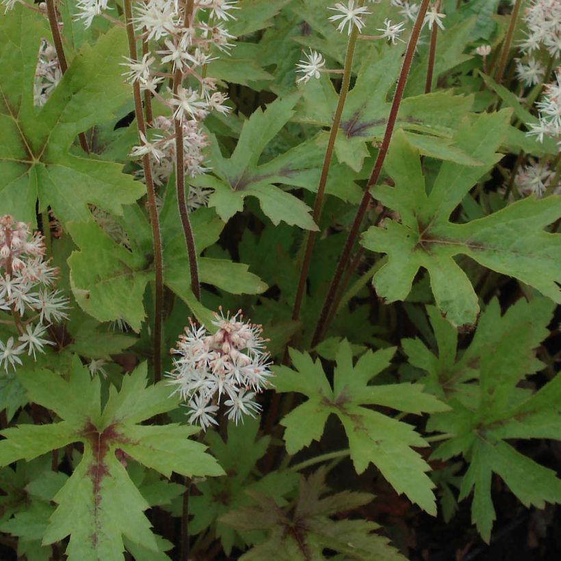 Tiarella Pink Skyrocket - Tiarelle hybride (Feuillage)