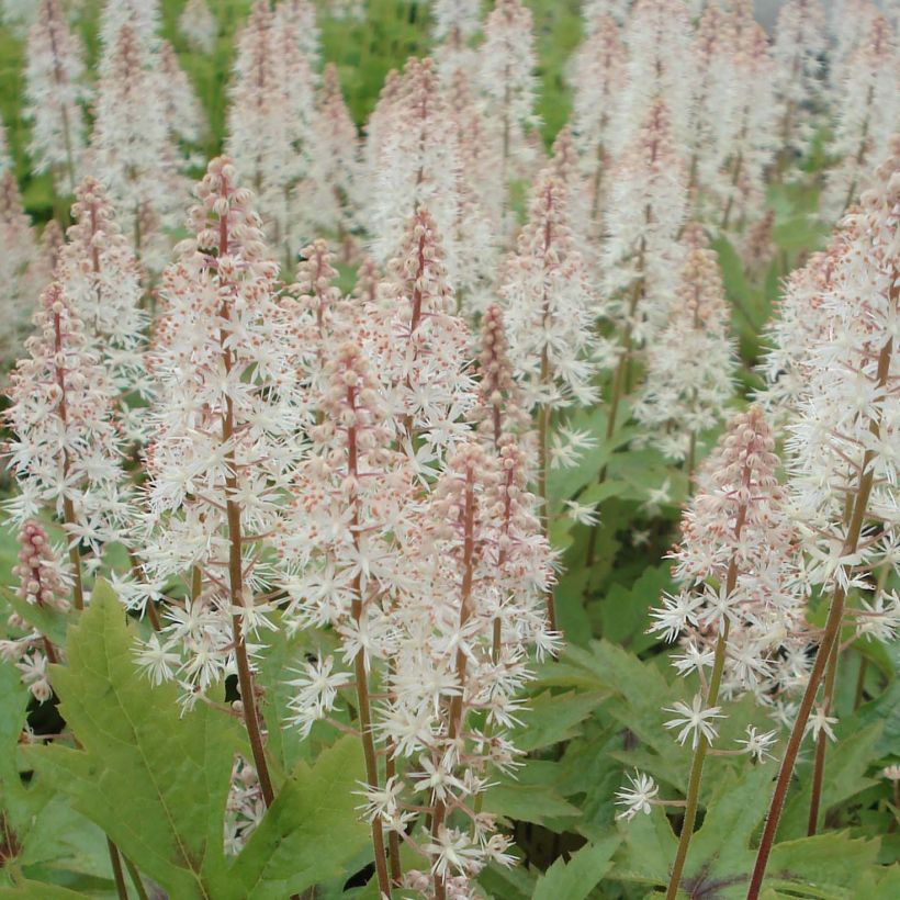 Tiarella Pink Skyrocket - Tiarelle hybride (Floraison)