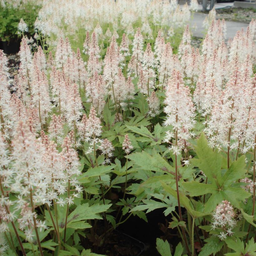 Tiarella Pink Skyrocket - Tiarelle hybride (Port)