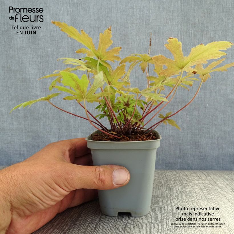 Spécimen de Tiarella Pink Skyrocket - Tiarelle hybride Godet de 8/9 cm tel que livré en été