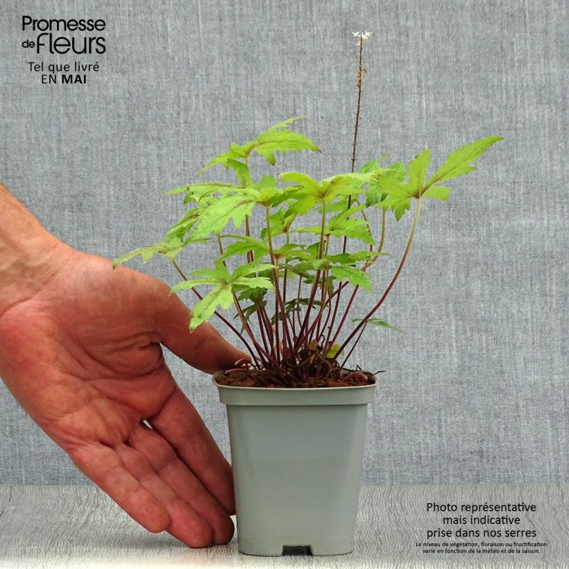 Spécimen de Tiarella Pink Skyrocket - Tiarelle hybride en godet de 9 cm tel que livré au printemps