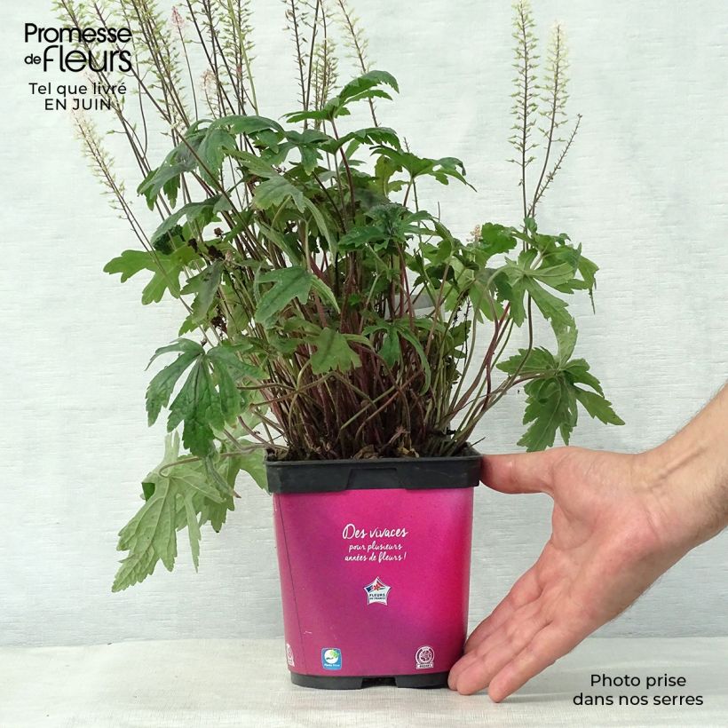 Spécimen de Tiarella Pink Skyrocket - Tiarelle hybride Pot de 2L/3L tel que livré en été