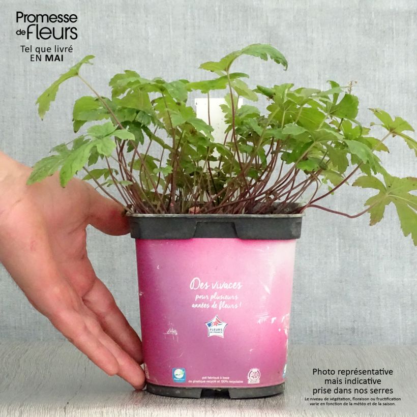 Spécimen de Tiarella Pink Skyrocket - Tiarelle hybride en pot de 2/3 litres tel que livré au printemps