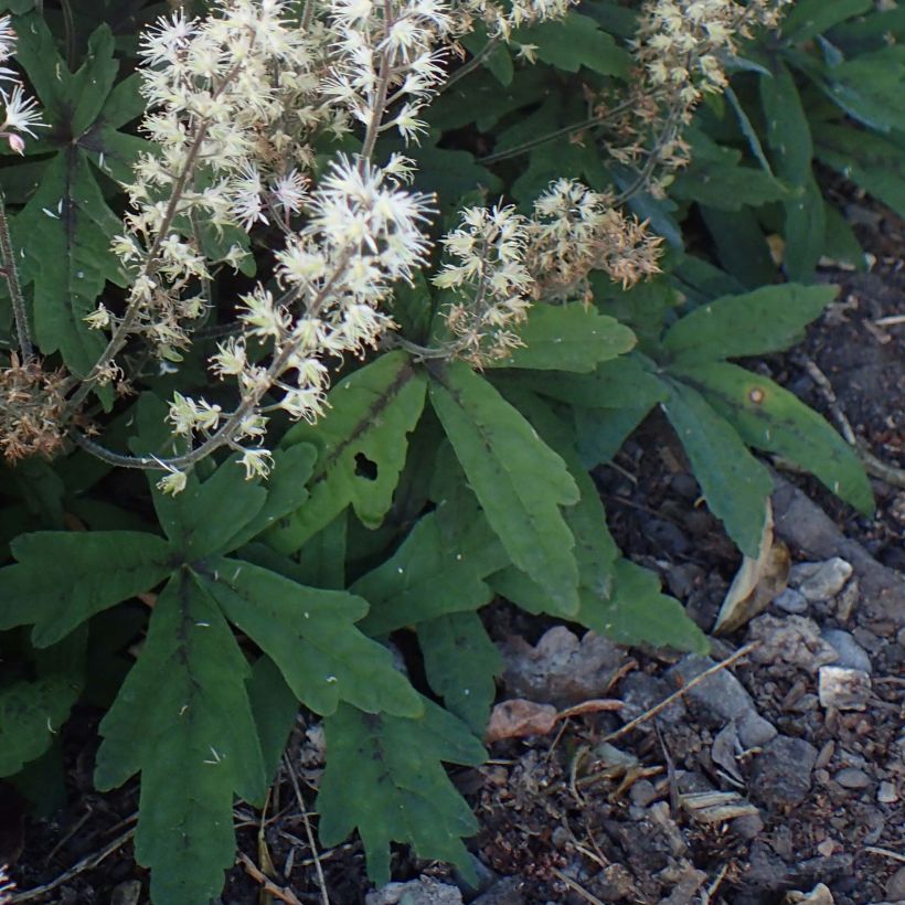 Tiarelle - Tiarella Spring Symphony (Feuillage)