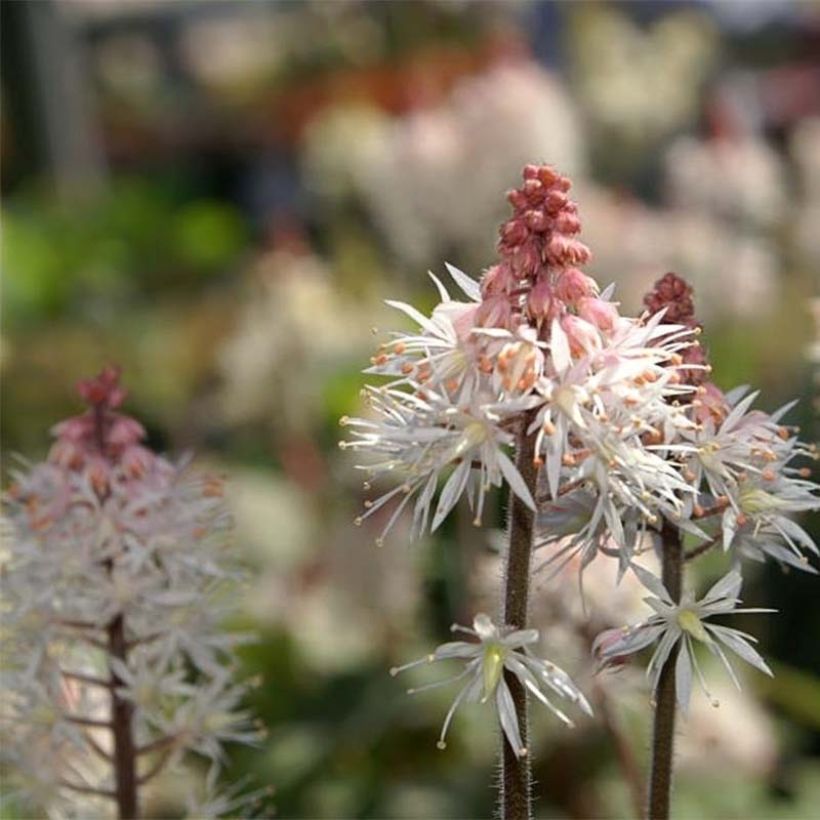 Tiarelle - Tiarella Spring Symphony (Floraison)