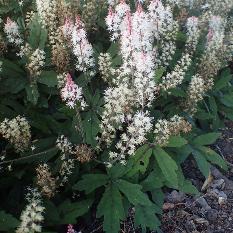 Tiarelle - Tiarella Spring Symphony (Port)