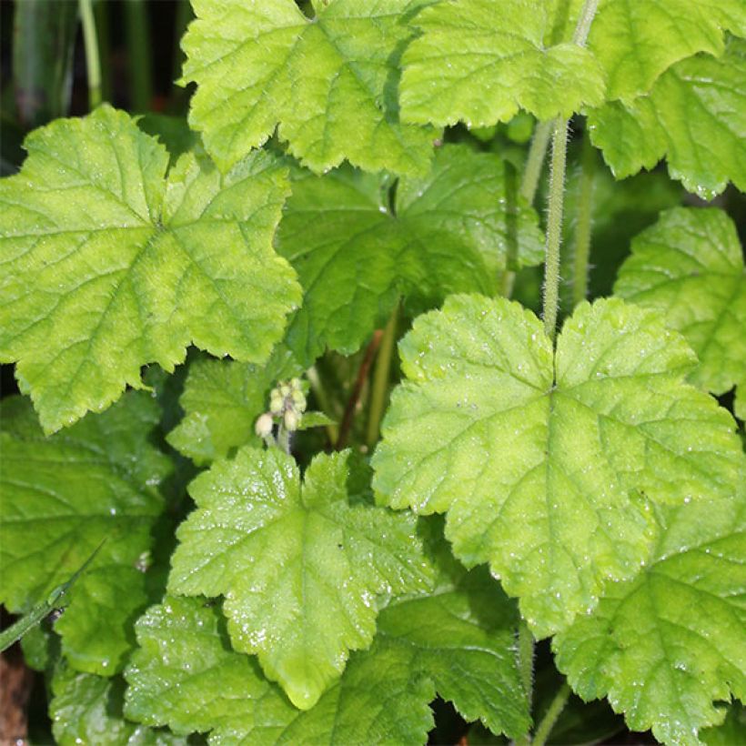 Tiarelle, Tiarella polyphylla (Feuillage)