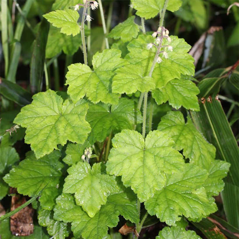 Tiarelle, Tiarella polyphylla (Port)