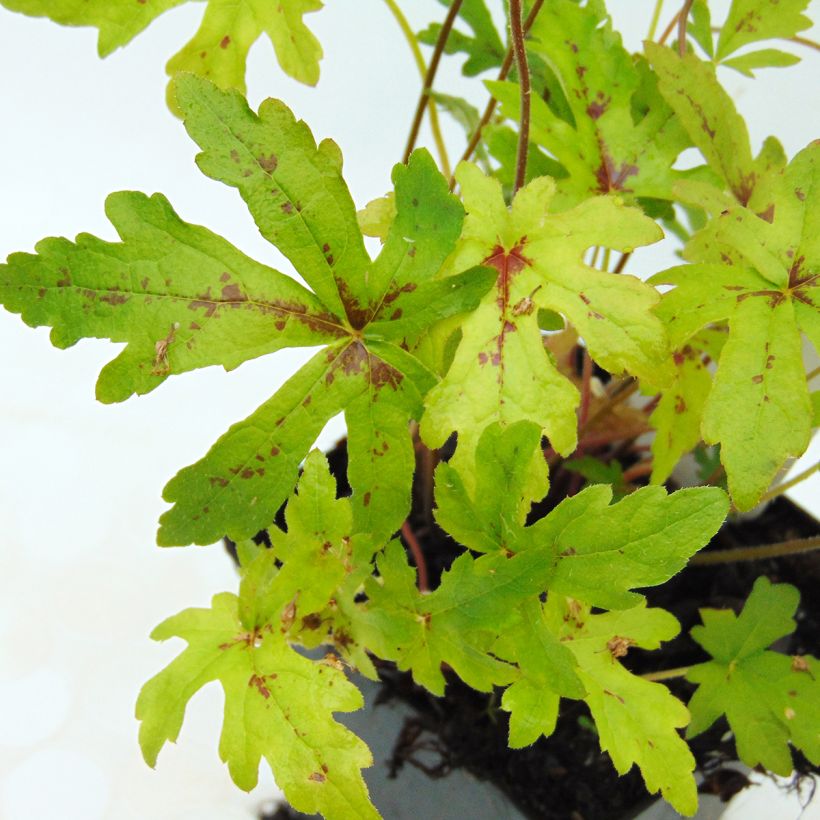 Tiarelle - Tiarella Arpeggio (Feuillage)